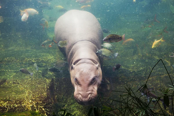 Hipopótamo, anfibio hipopótamo, Sudáfrica — Foto de Stock