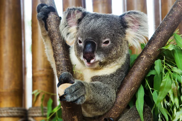 Oso koala en el zoológico — Foto de Stock