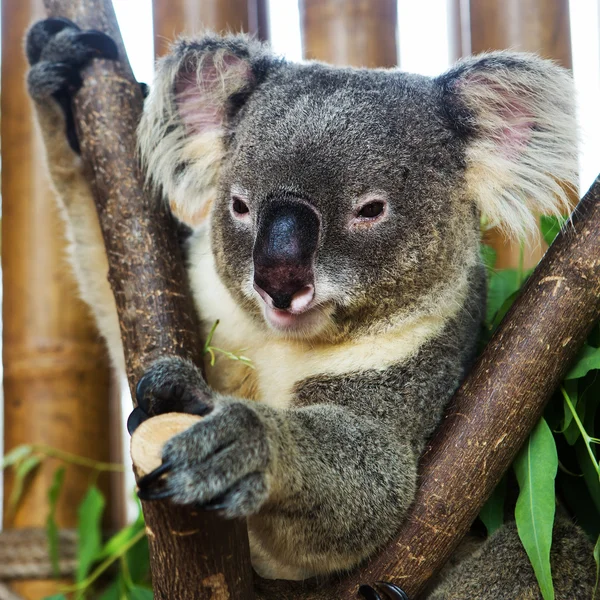 Koalabär im Zoo — Stockfoto