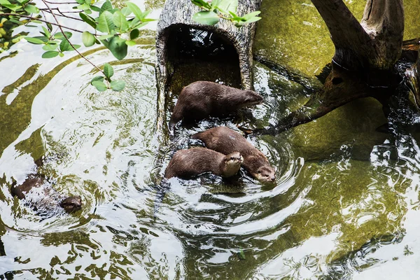 Smooth coated Otter - Lutrogale perspicillata - after a swim in — Stock Photo, Image