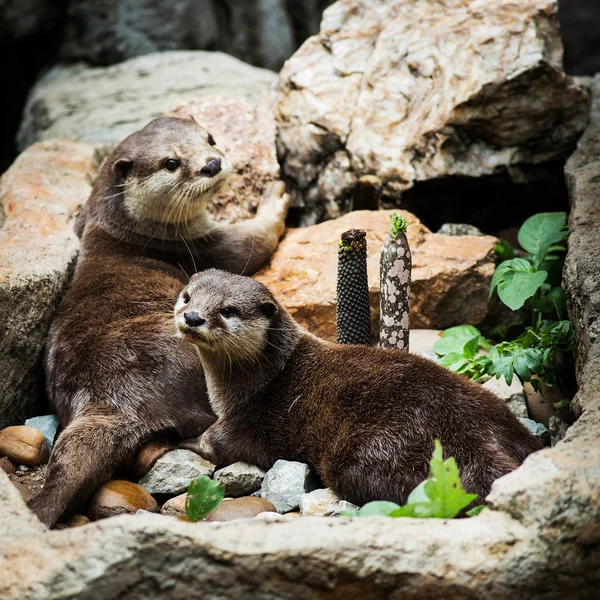 Lontra lisa revestida Lutrogale perspicillata depois de um mergulho em — Fotografia de Stock