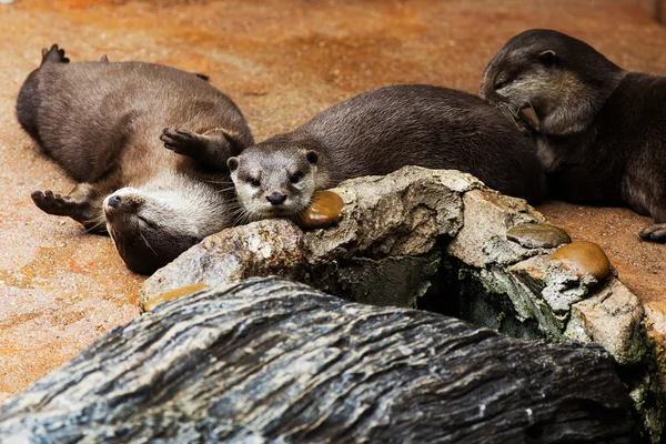 Lontra lisa revestida Lutrogale perspicillata depois de um mergulho em — Fotografia de Stock