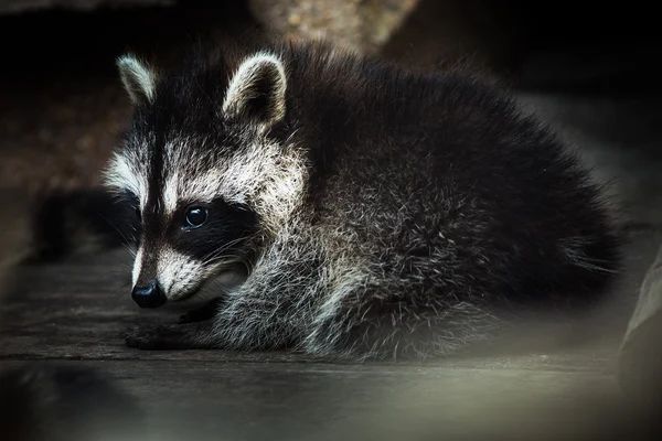 Raccoon — Stock Photo, Image