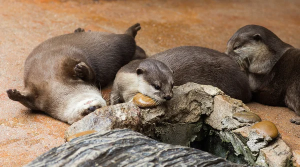 滑らかで泳いだ後のカワウソ - Lutrogale perspicillata - のコーティング — ストック写真