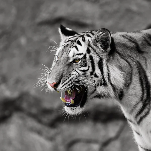 White tiger white tiger — Stock Photo, Image