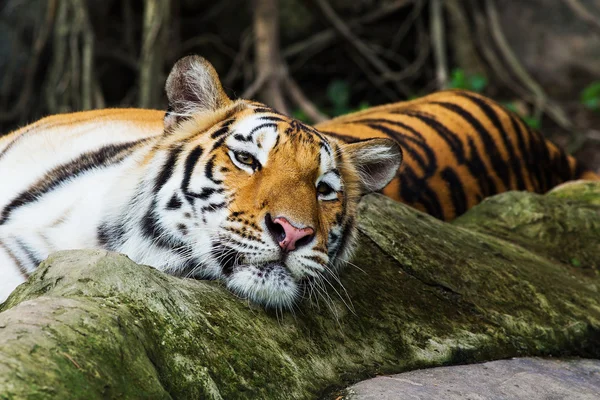 Tigre — Foto de Stock