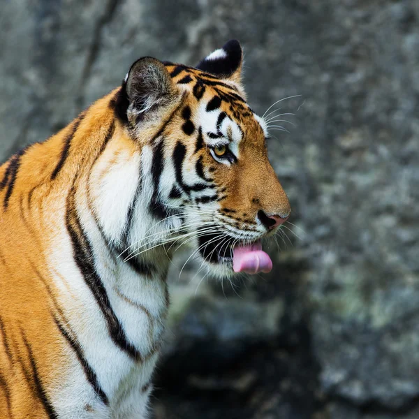 Tiger — Stockfoto