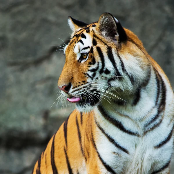 Tiger — Stockfoto