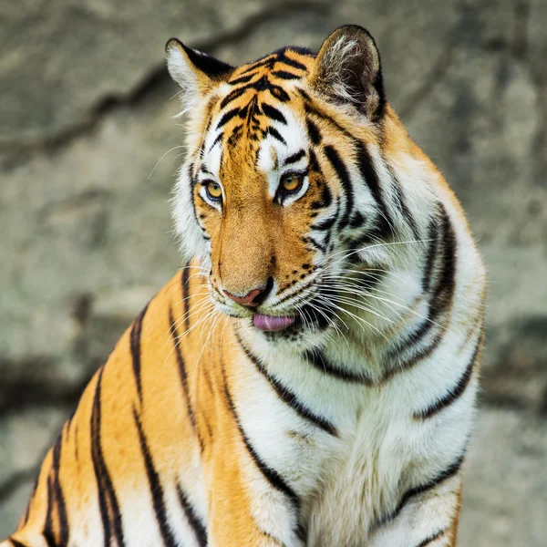 Tiger — Stockfoto