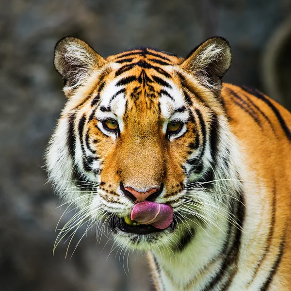 Tigre — Fotografia de Stock