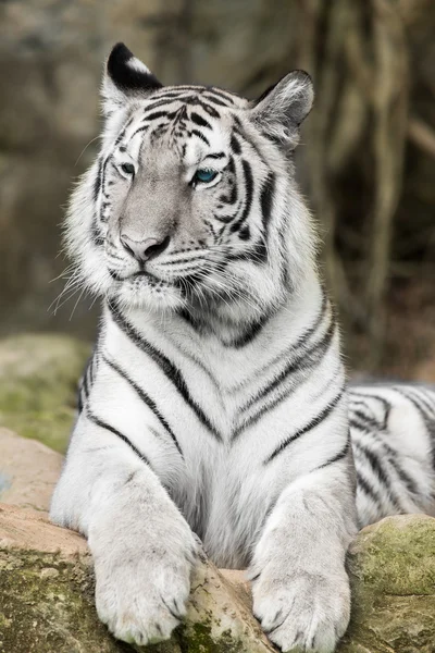 Face à face avec tigre bengale blanc — Photo