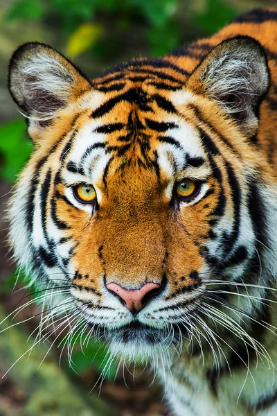 Tigre — Fotografia de Stock