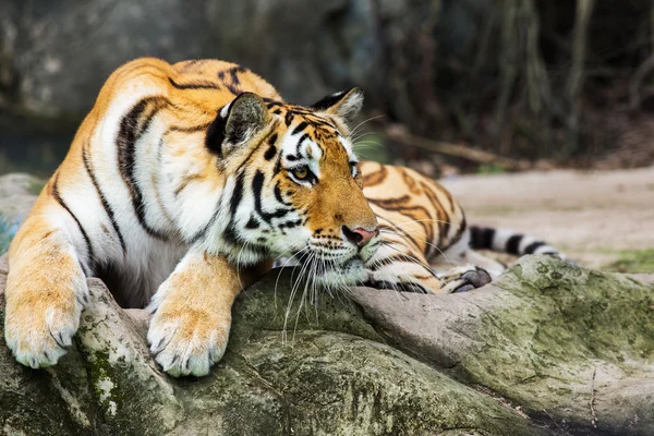 Tigre — Foto de Stock