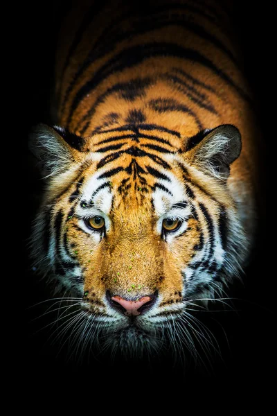 Tigre — Fotografia de Stock