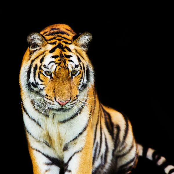 Tiger, der aus dem Schatten tritt — Stockfoto