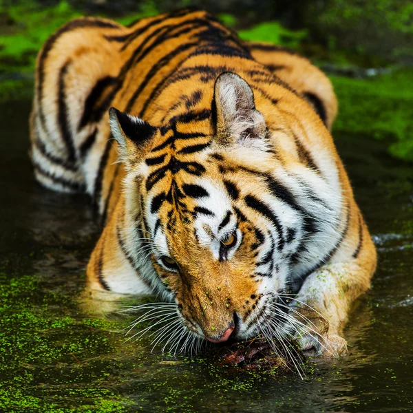 Mladí sumaterský tygr chůze ze stínu — Stock fotografie