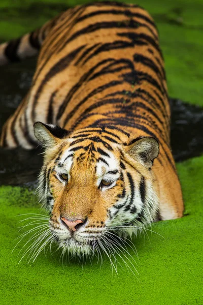 Тигры плавают — стоковое фото