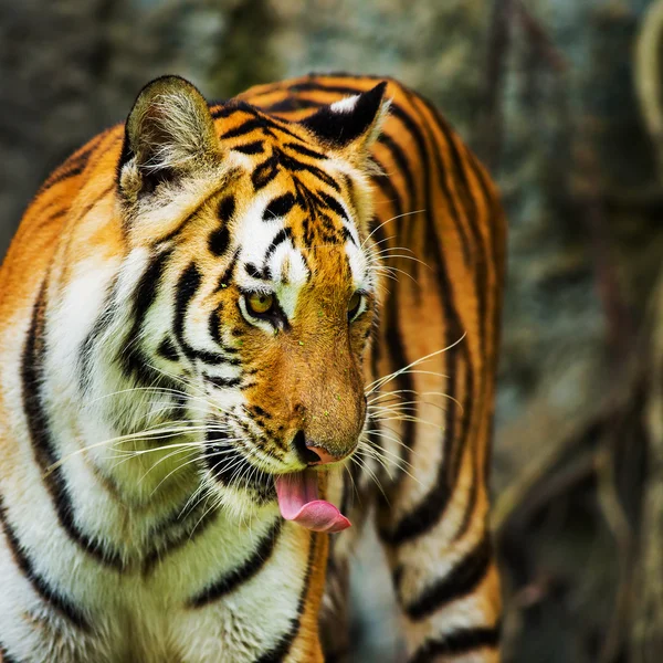 Young sumatran tiger walking out of shadow — Stock Photo, Image