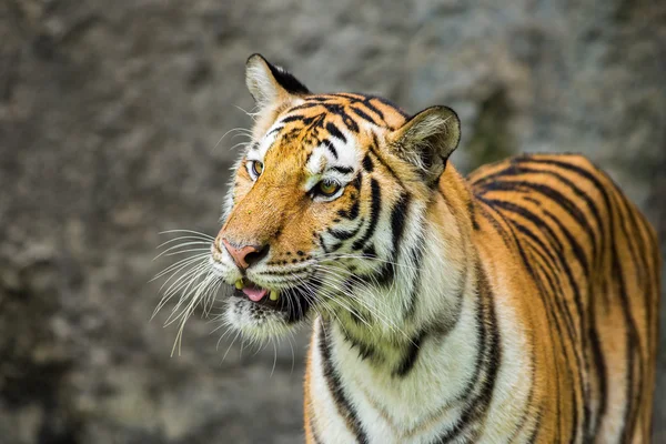 Tiger — Stockfoto