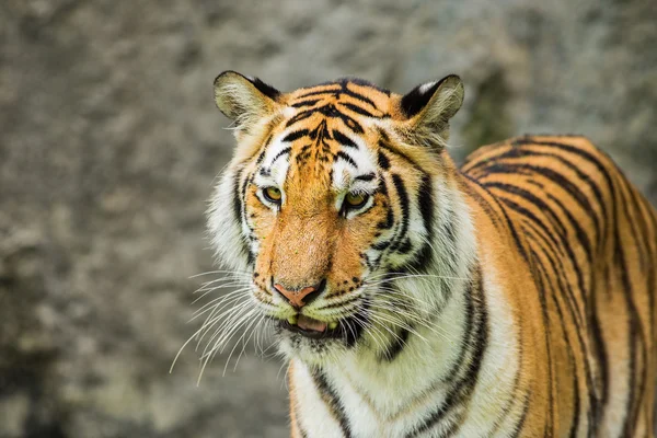 Tiger — Stock Photo, Image