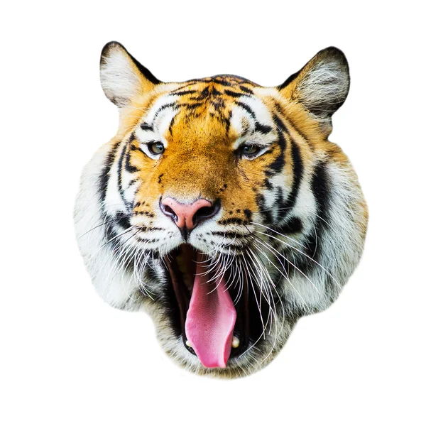 Tiger — Stockfoto