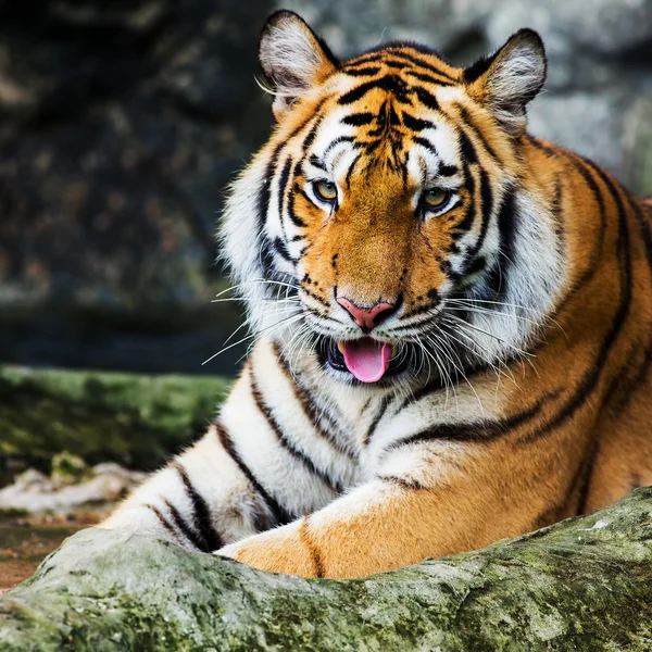 Tigre — Foto de Stock