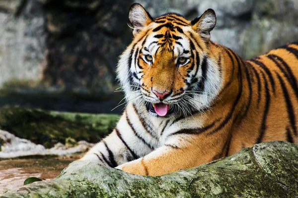 Tiger — Stockfoto