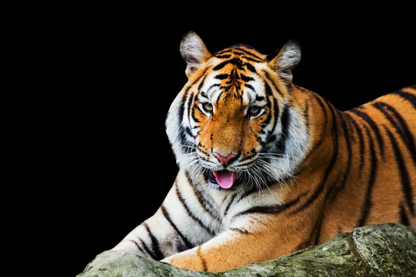 Tiger — Stock Photo, Image