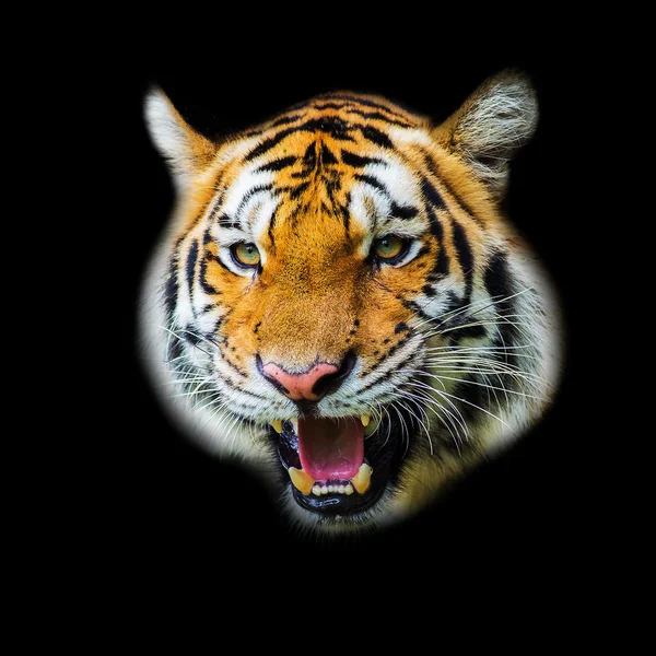 Tiger — Stockfoto