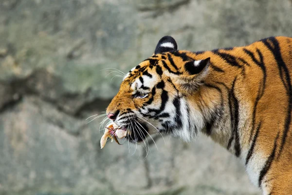 Tigers äta kyckling — Stockfoto