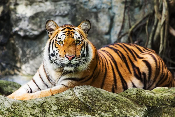 Tiger — Stockfoto