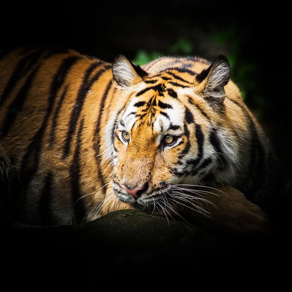 Tiger — Stockfoto