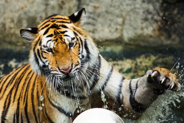 Tigre — Foto Stock