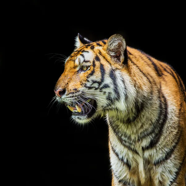 Tiger — Stockfoto