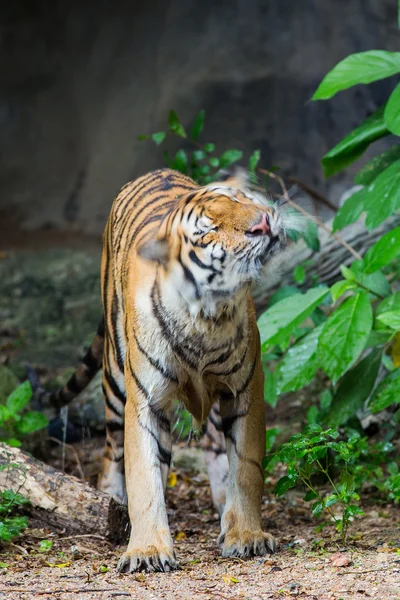 Tijger flick water — Stockfoto