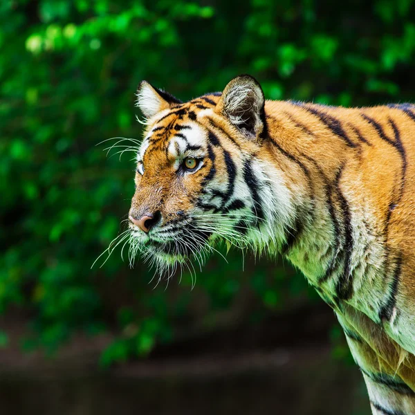 Tiger — Stockfoto