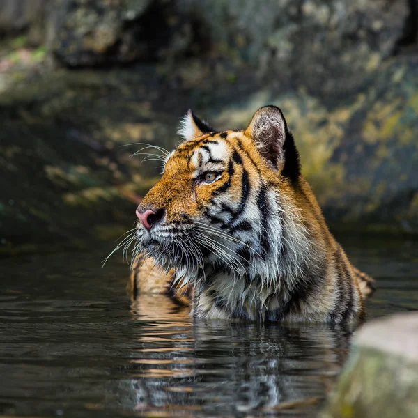 Tijger — Stockfoto