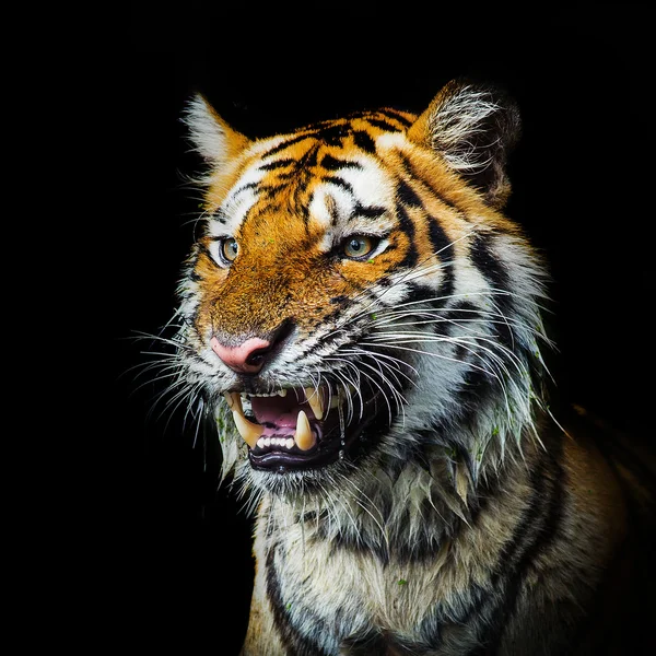 Young sumatran tiger walking out of phantom — Stock Photo, Image