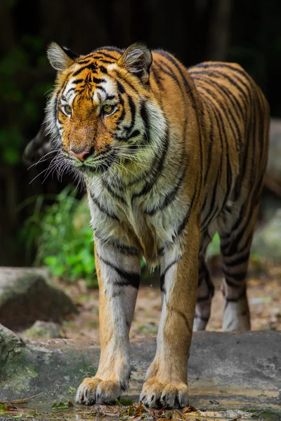 Tiger — Stockfoto