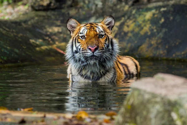 Tygrys — Zdjęcie stockowe