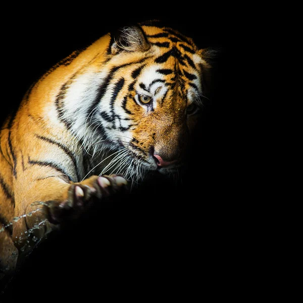 Jonge Sumatraanse tijger lopen van phantom — Stockfoto