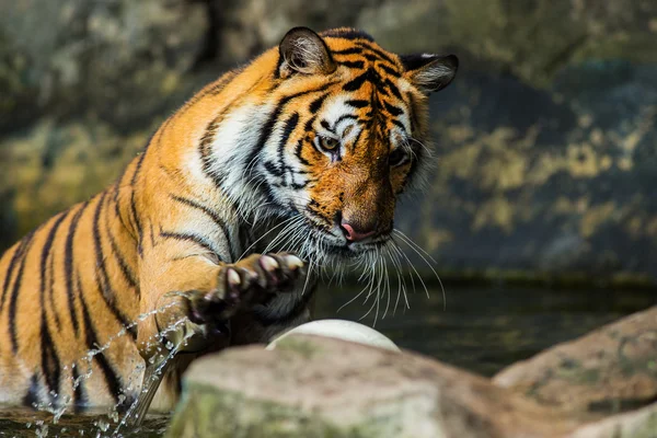 Tiger — Stockfoto