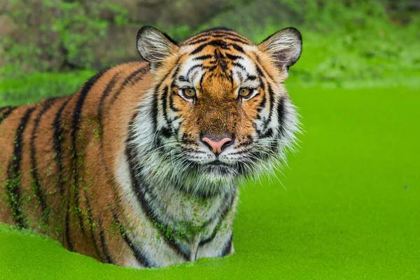 Tigre — Foto de Stock