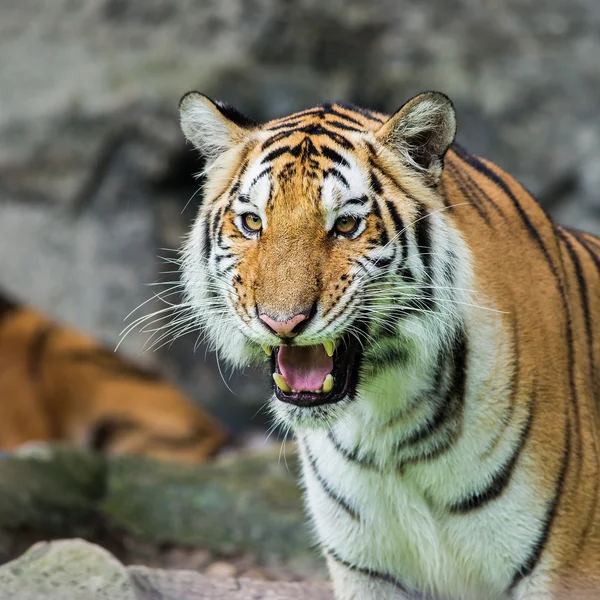 Bengáli tigris a Thaiföldön — Stock Fotó