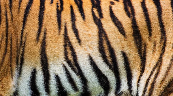 Close up tiger skin texture — Stock Photo, Image