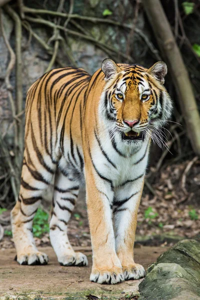 Tigre du Bengale en Thaïlande — Photo