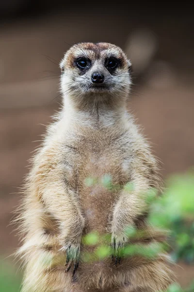 Meerkat — Stock Photo, Image