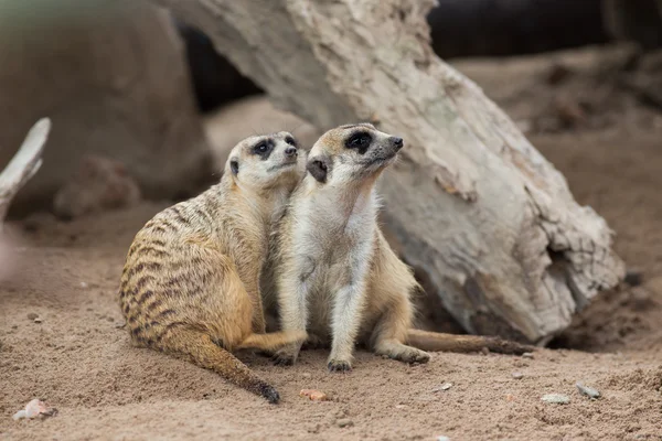 Meerkat. — Fotografia de Stock