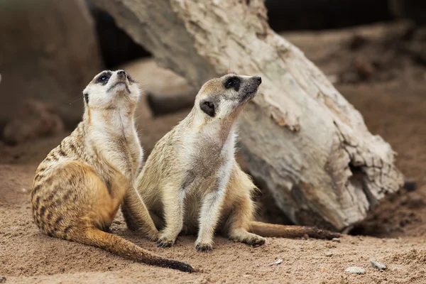 Meerkat. — Foto de Stock