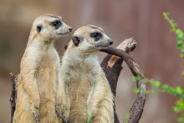 Erdmännchen — Stockfoto